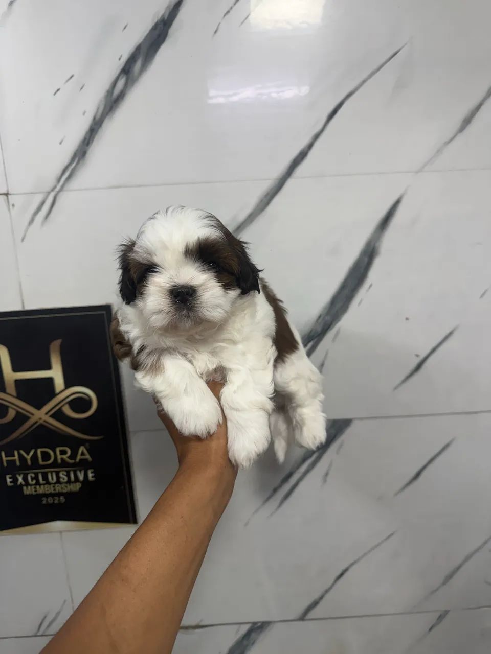 Shihtzu macho  - Foto 4