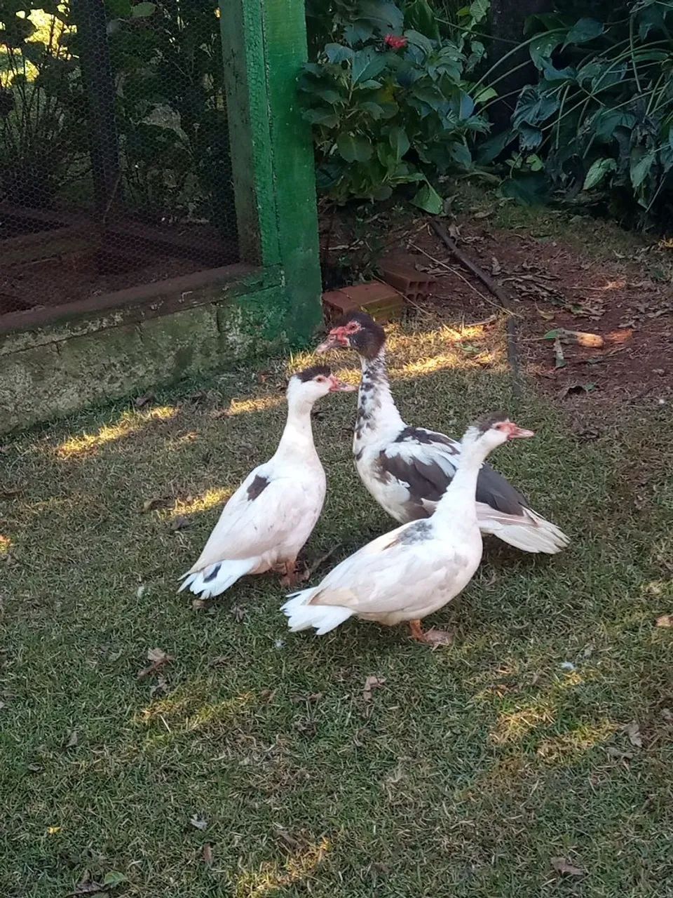 Patos  - Foto 3