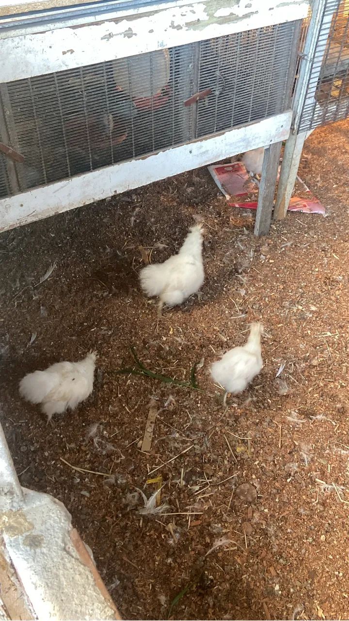 Sedosa do Japão  - Foto 6