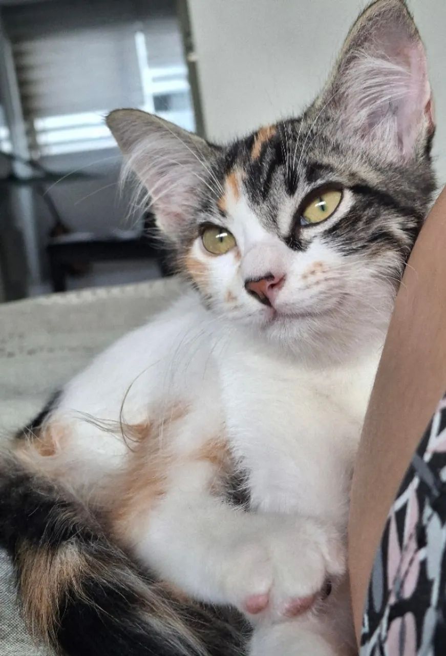 Gato - Foto 2