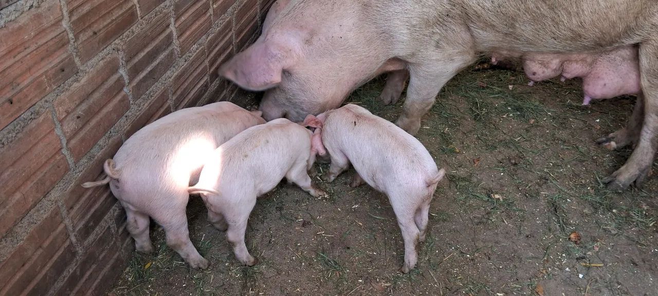Leitao com 50 dias - Foto 3