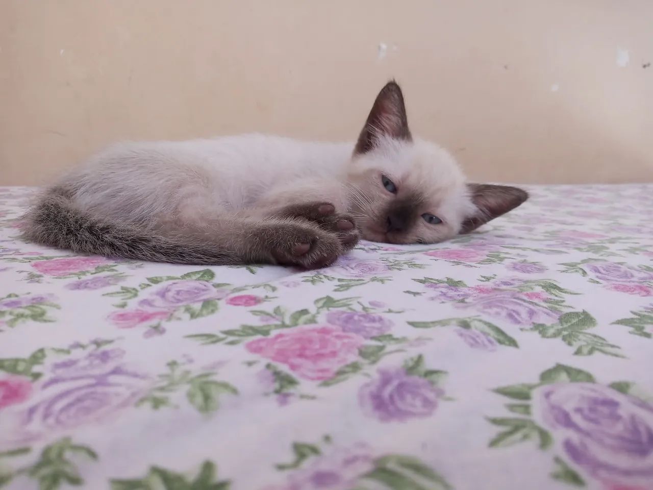 Gatinhos para doação