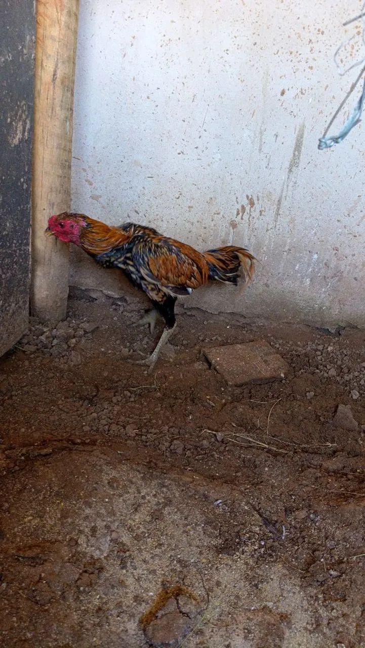 Frango indio  - Foto 2