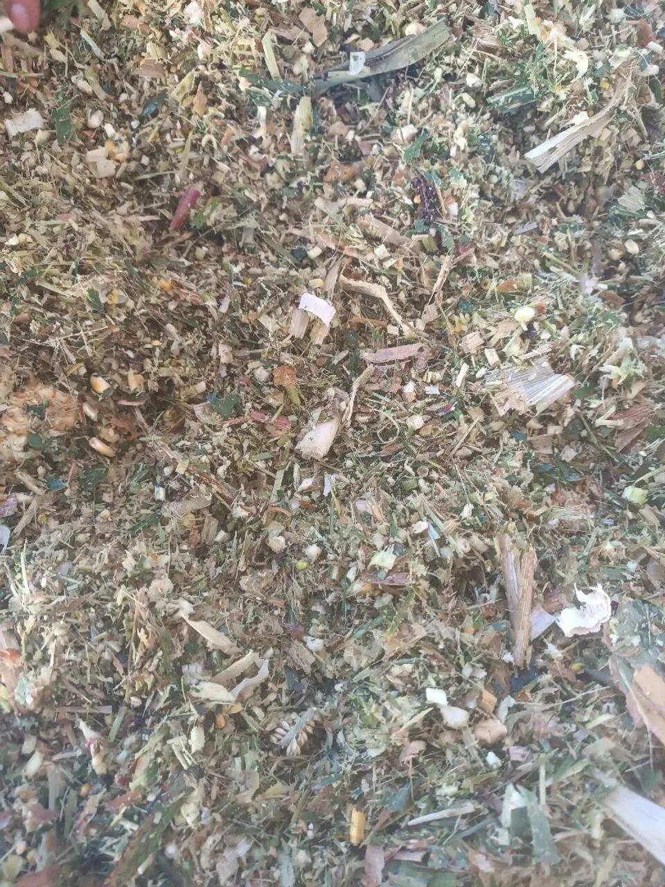 Silagem de milho  - Foto 5