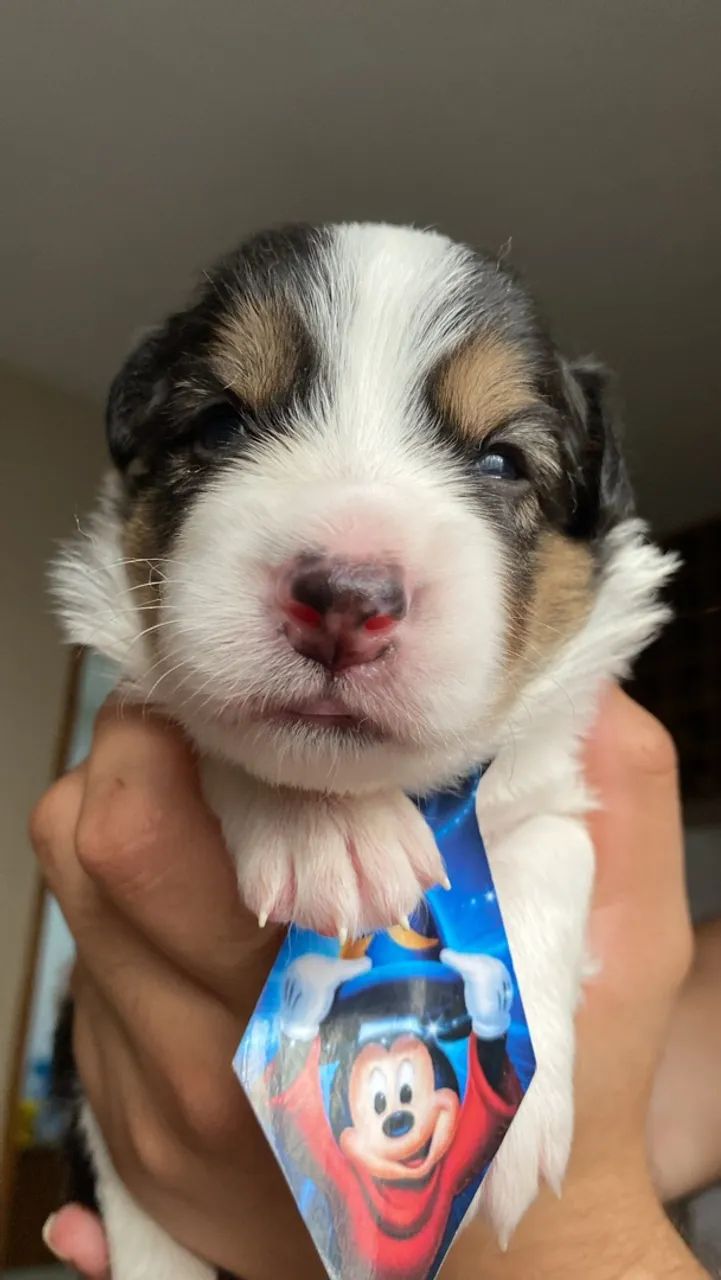Border collie  - Foto 3