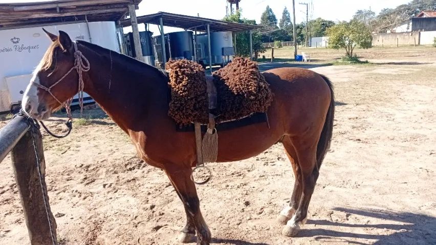 Cavalo - Foto 4