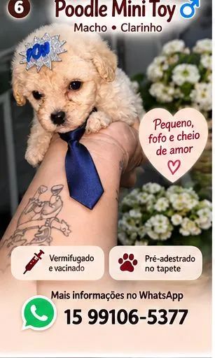 Poodle mini toy  machos - Foto 3