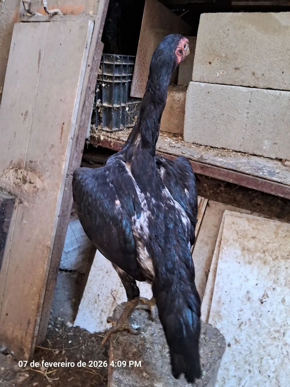 FRANGA ASSEL BICO CURTO  - Foto 2