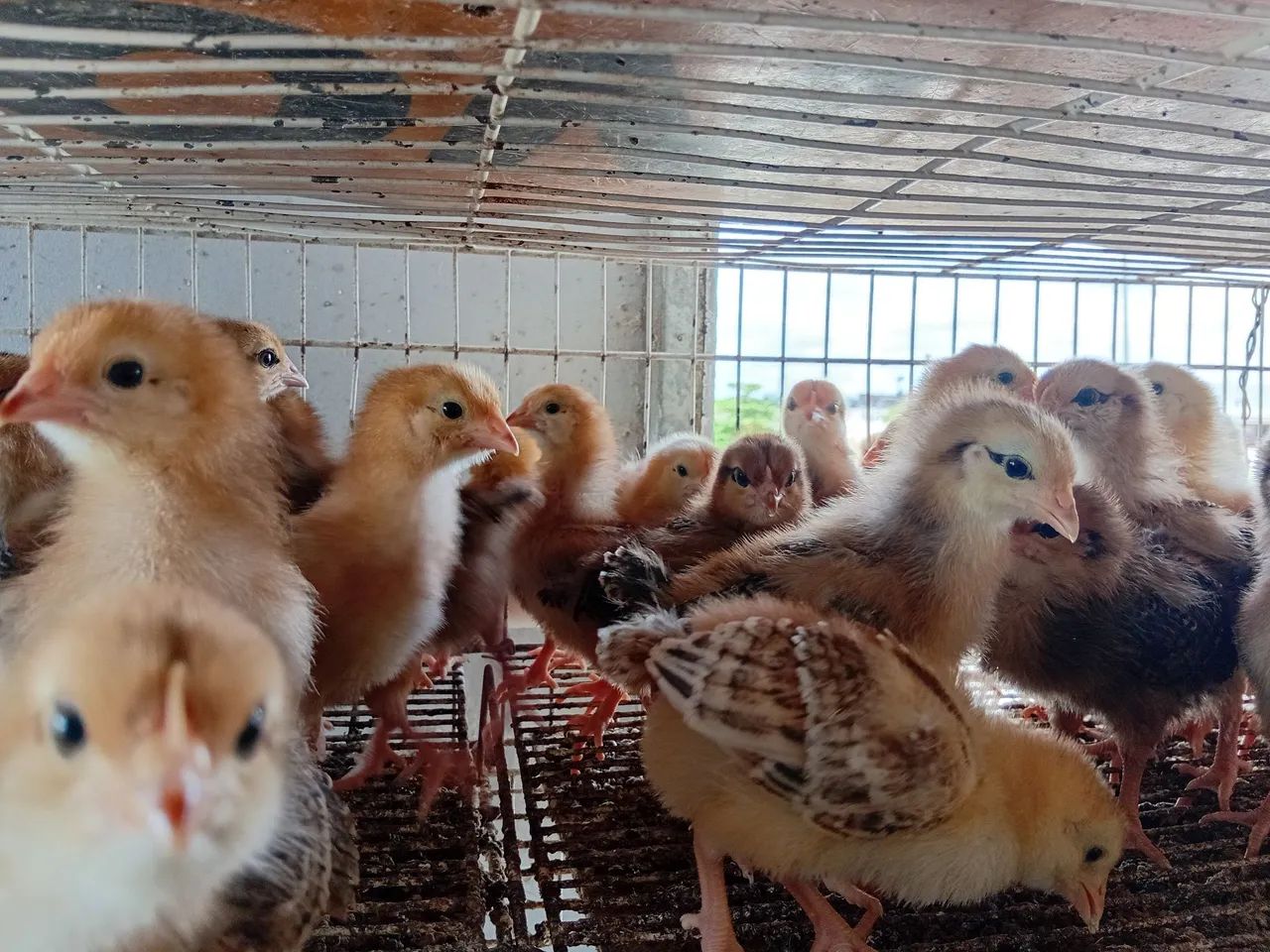 Pintos Embrapa 051  - Foto 5