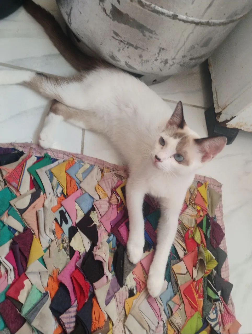 Gata - Foto 2
