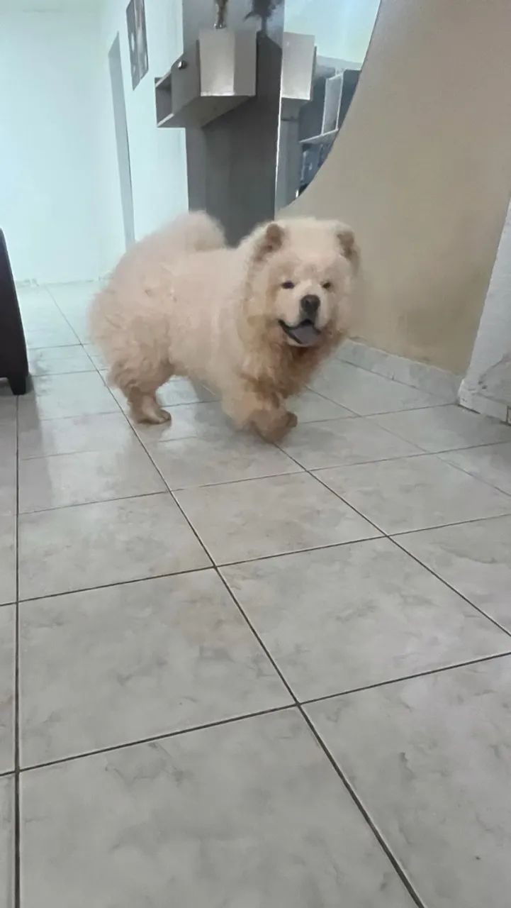 Chow chow americano 