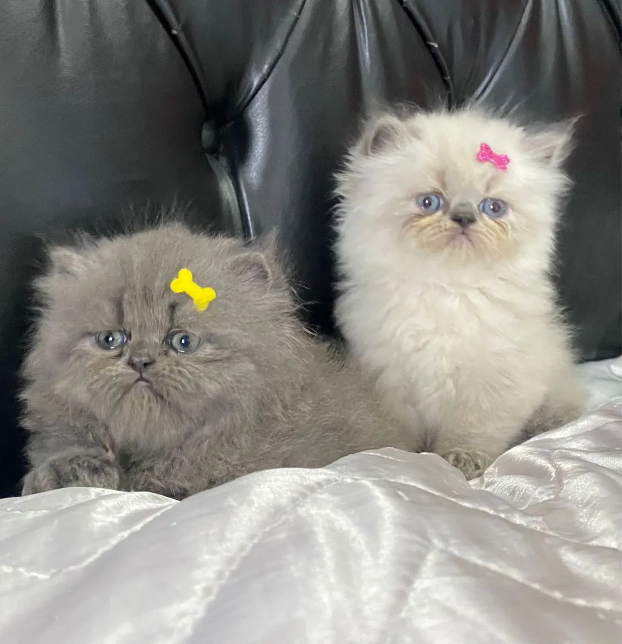 Persa casal Disponível  - Foto 2