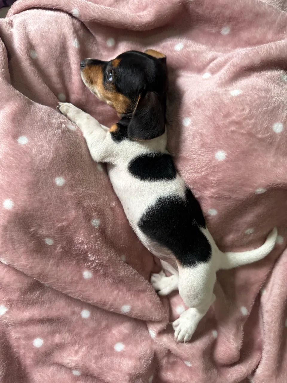 Salsichinha Piebald - Foto 2