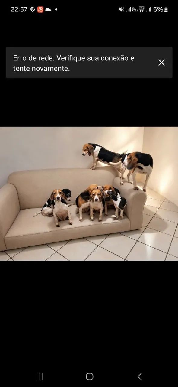 Beagle 13 polegadas tricolor