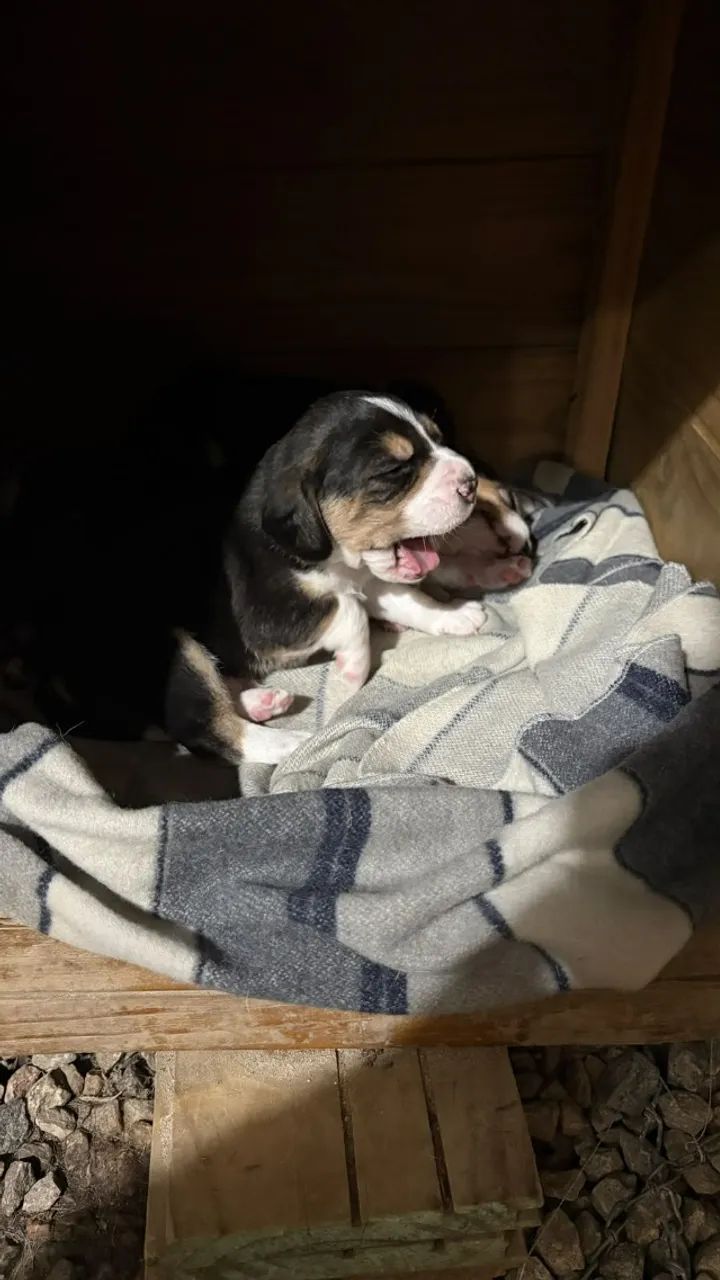 Filhotes de Beagle - Foto 3