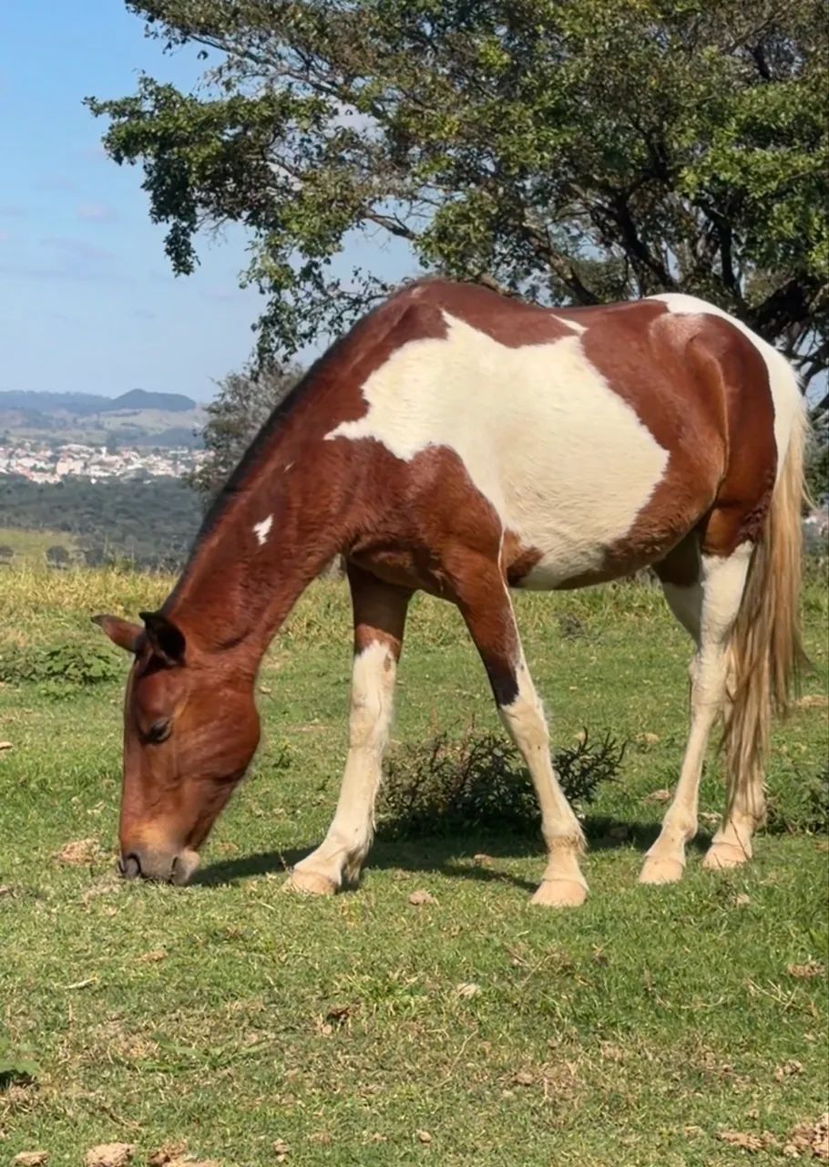 Vendo cavalos 