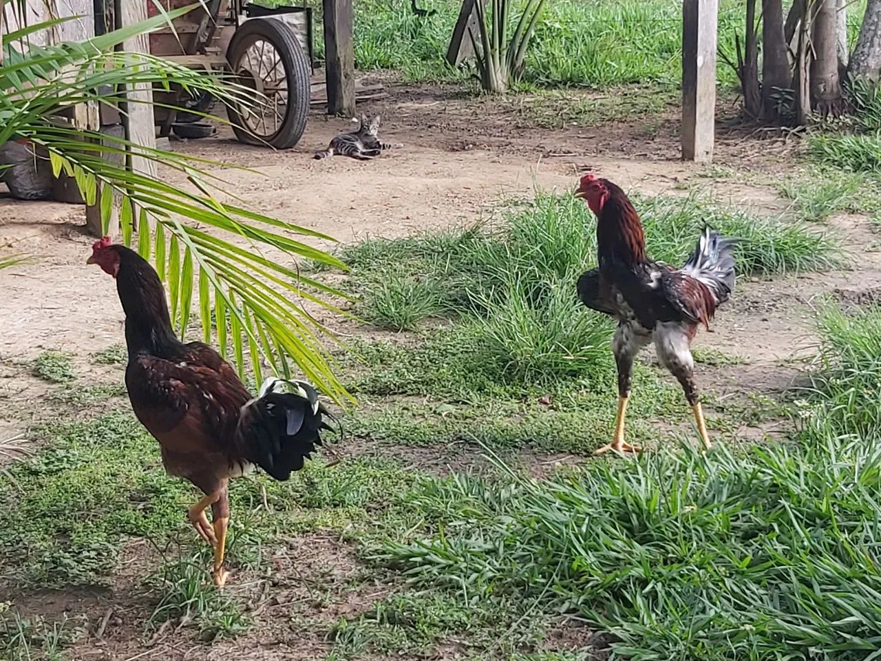 Vendo frangos grandes, selecionados para galo - Foto 2