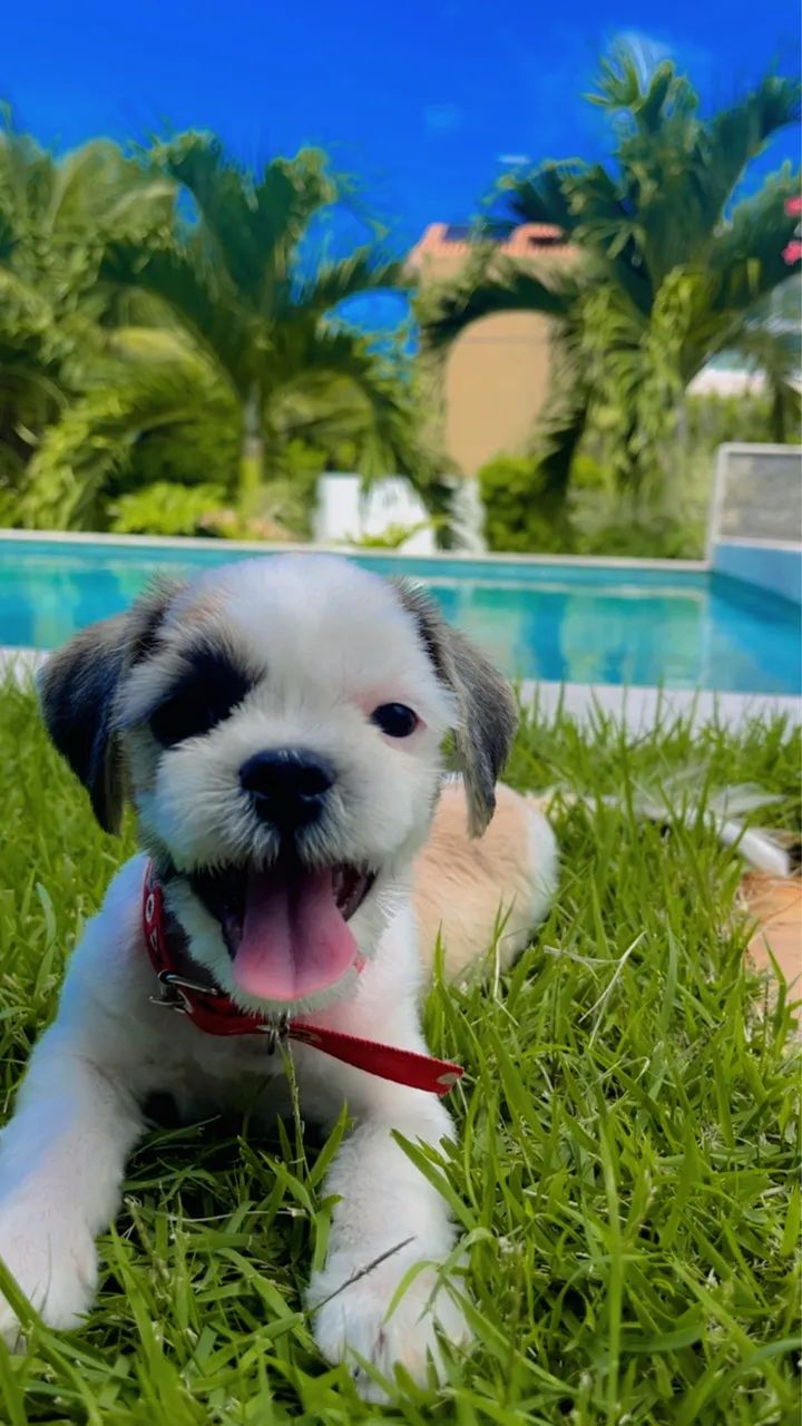 Cachorrinha  raça chitzu  