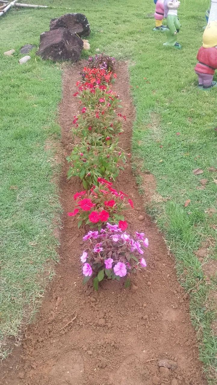 Jardinagem e paisagismo  - Foto 3