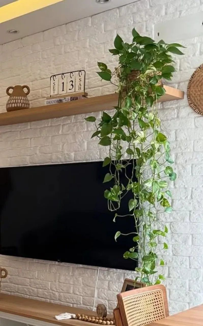 Plantas para apartamento entrego