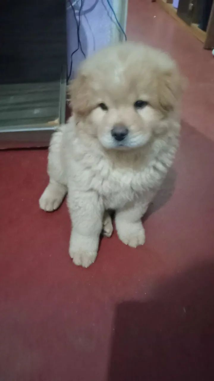 Filhote de Chow Chow - Foto 3
