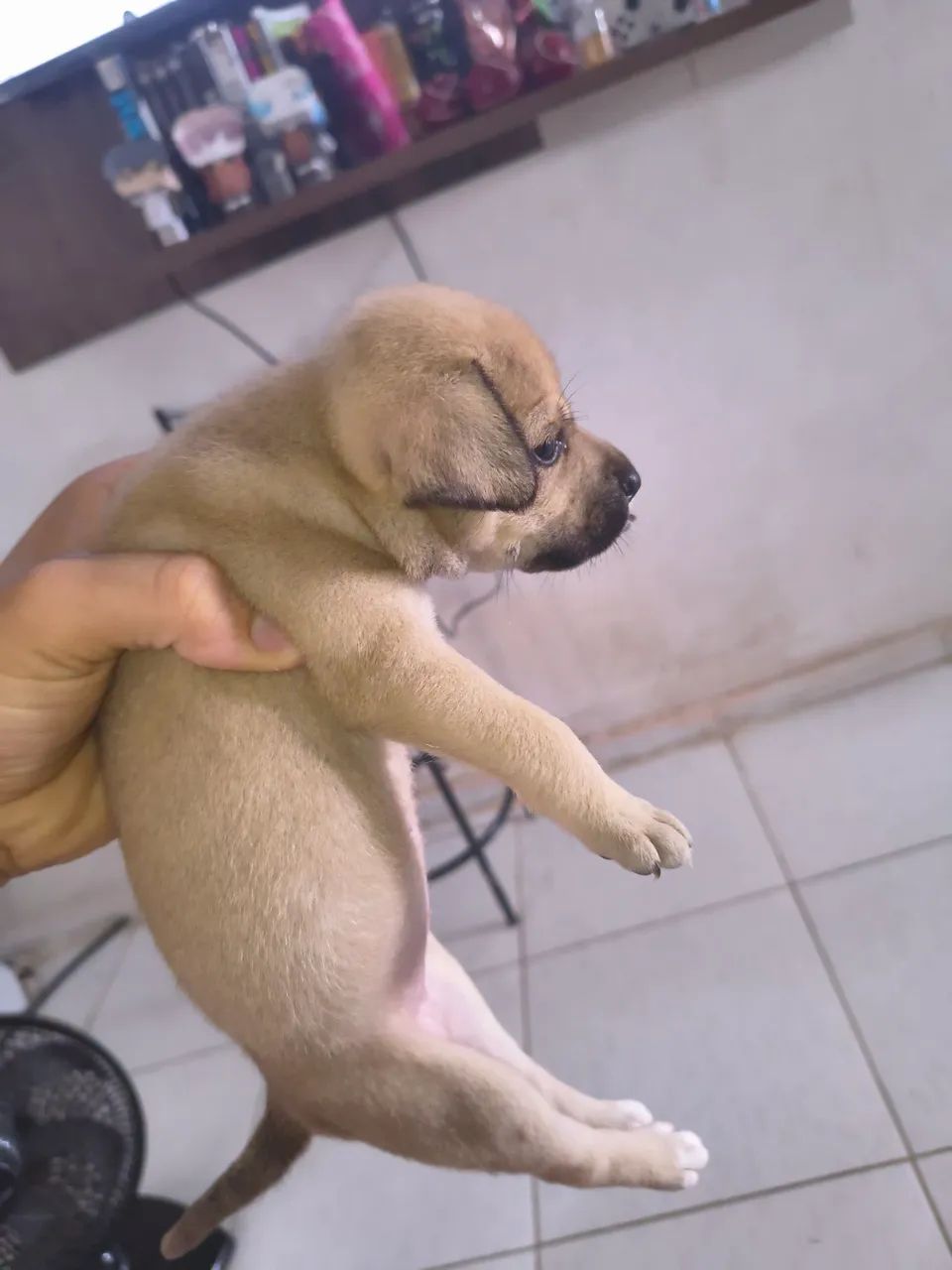 Cachorrinho  - Foto 2