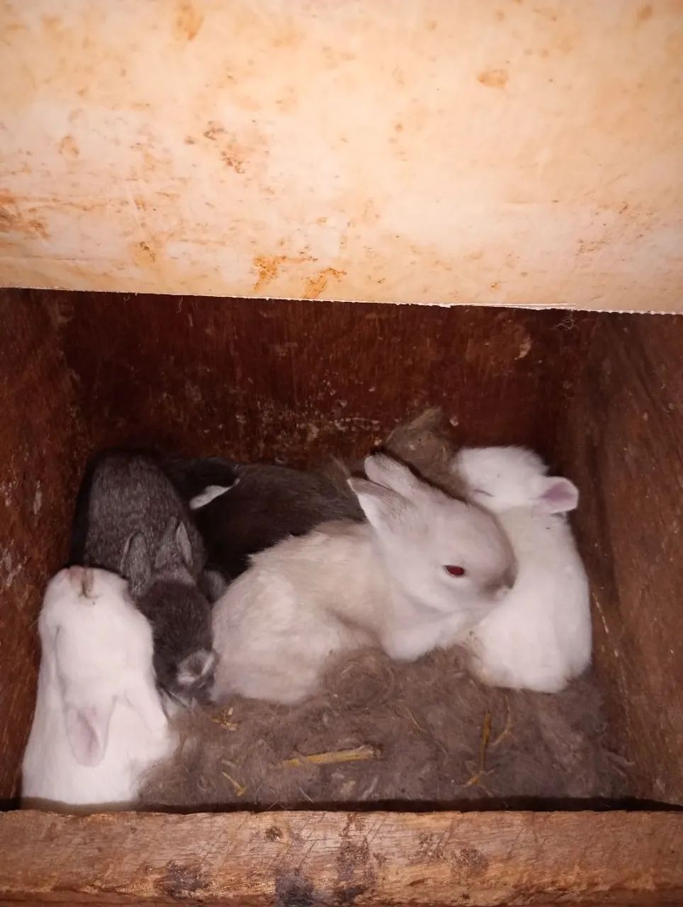 Mini Coelho - Foto 4