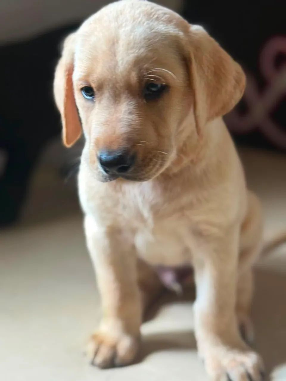 Labrador amarelo - A pronta entrega!