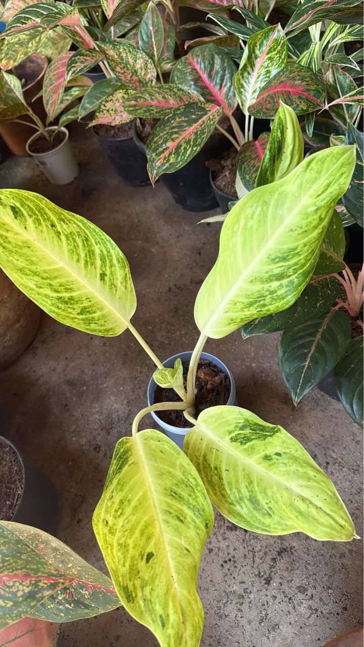 Plantas - Foto 5