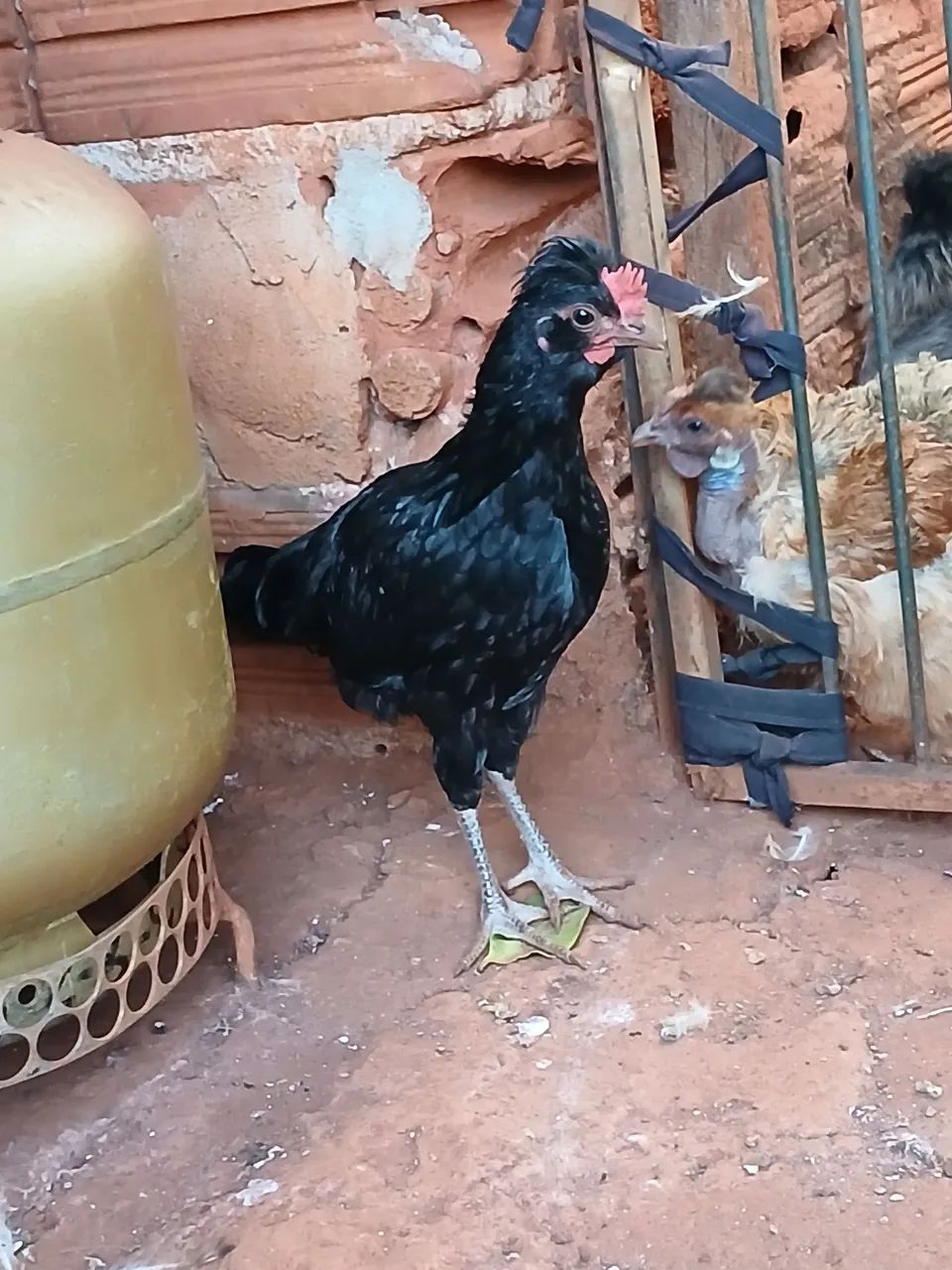 Galizé doação  - Foto 3