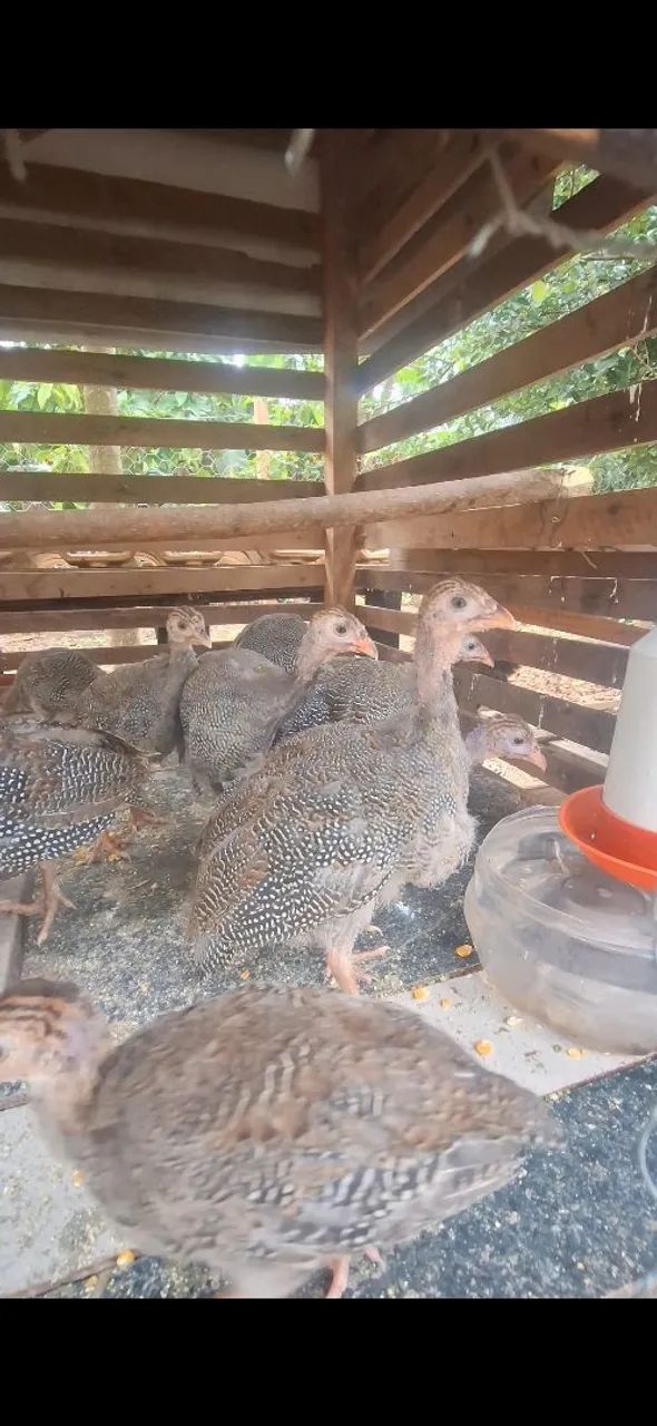 Galinha da angola novas