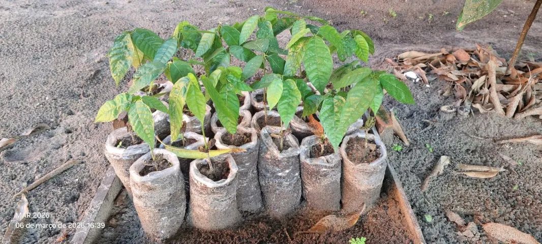 Mudas de Cacau - Foto 2