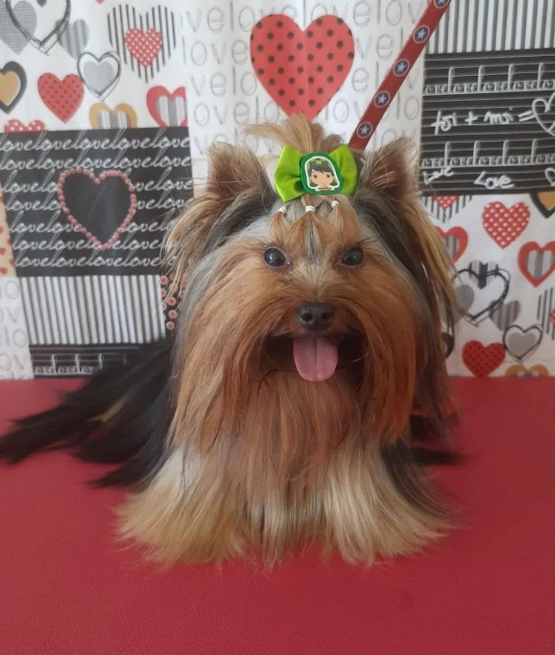 Animais - Foto 5