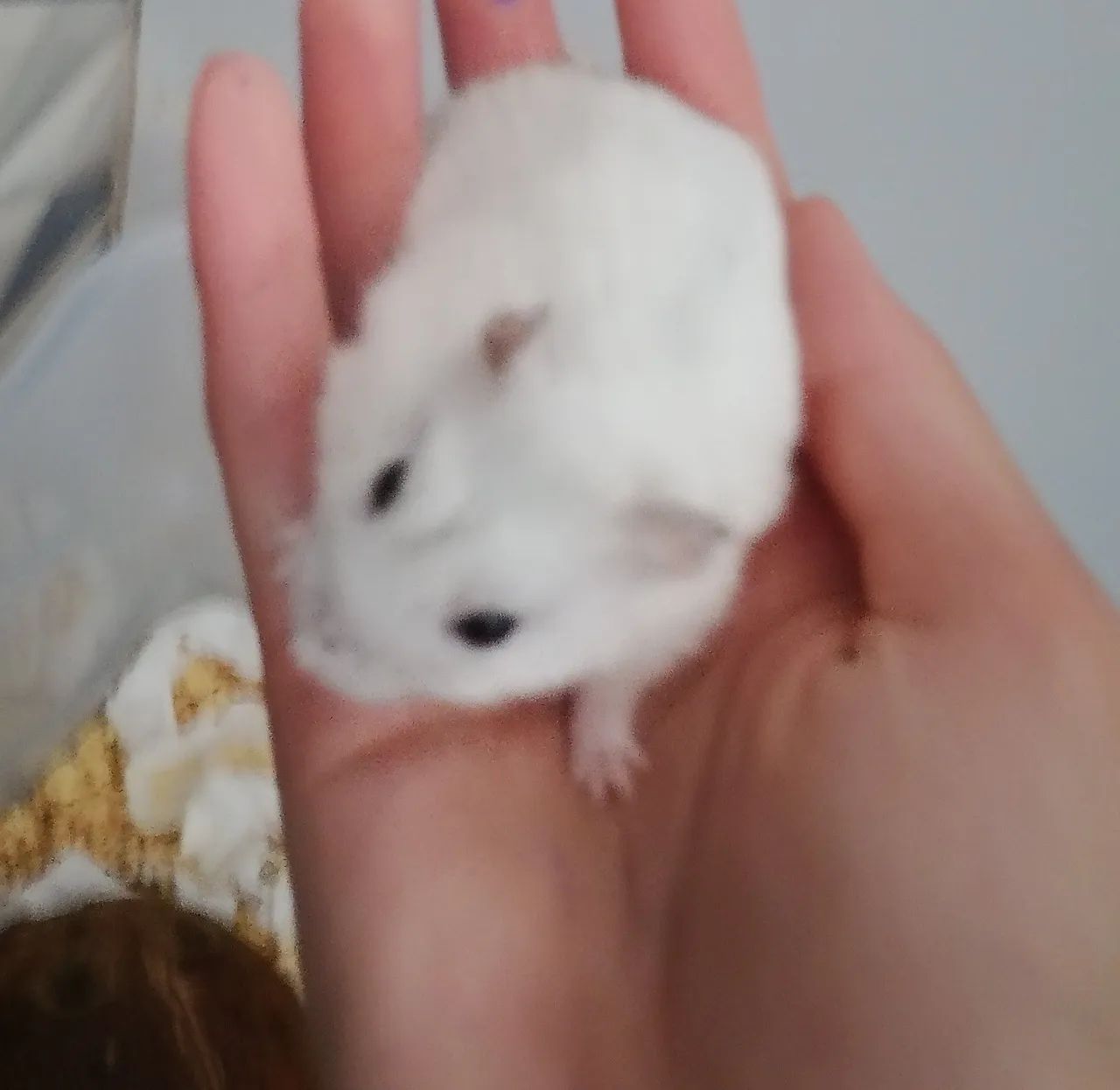 Hamster Anão Russo - Foto 3