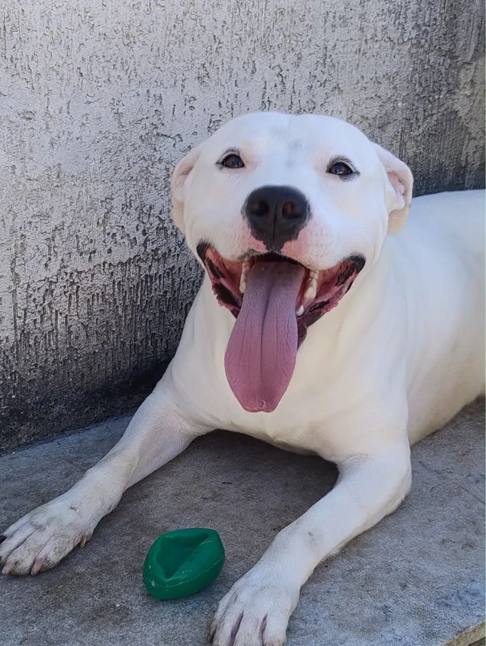 DOAÇÃO PITBULL  - Foto 2