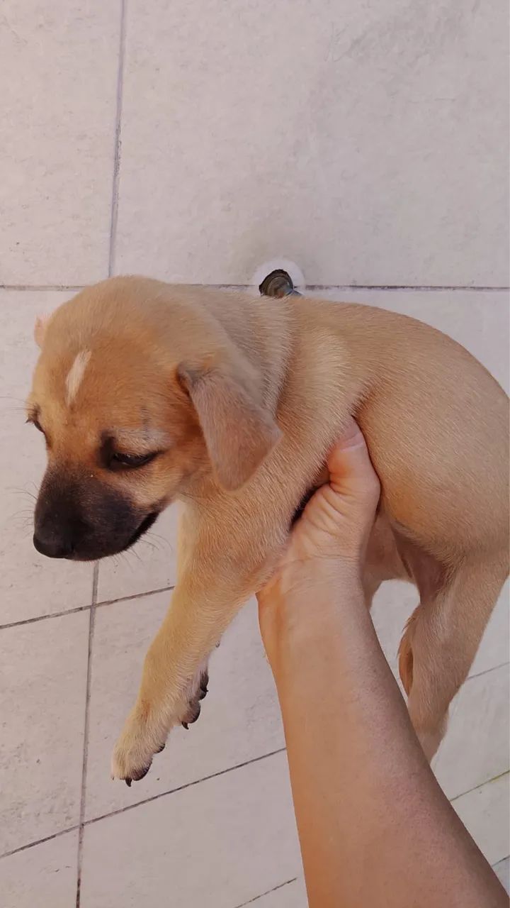 Cachorro  - Foto 3