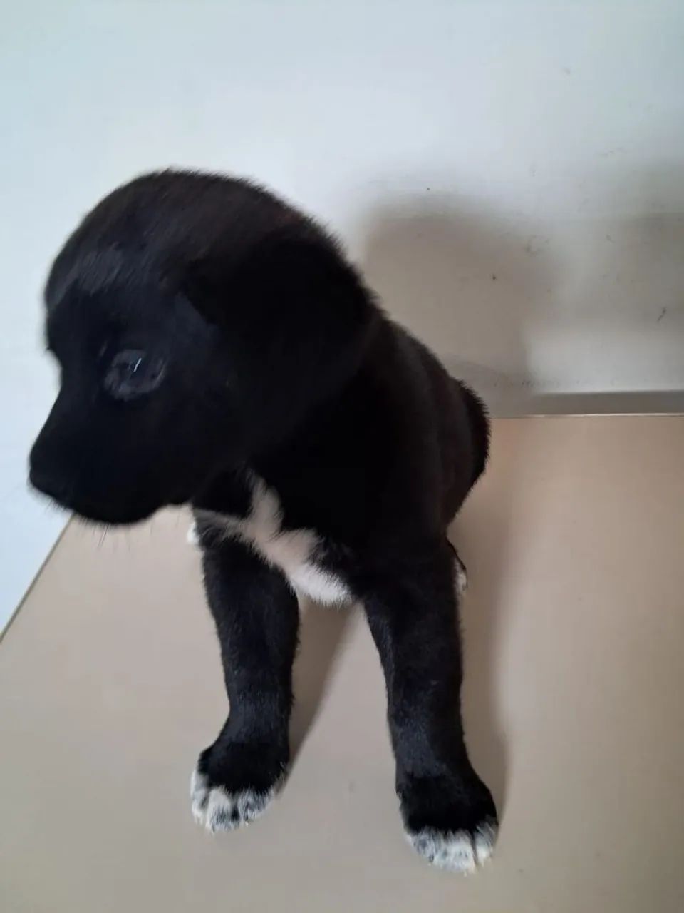 Filhotes labrador  - Foto 3