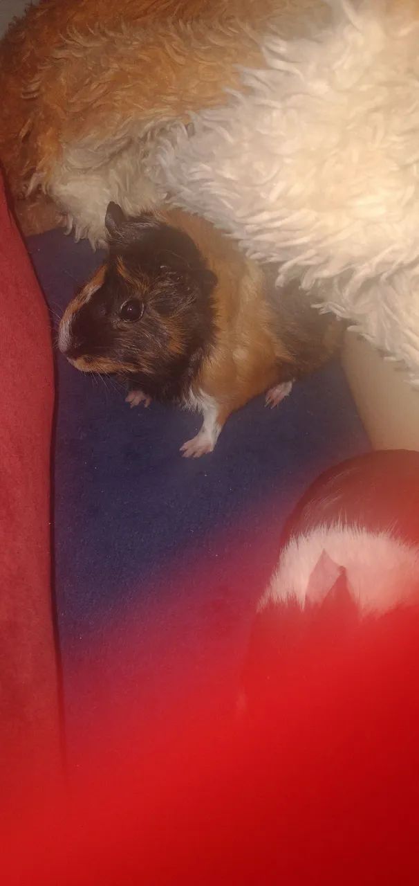 Vendo porquinha da índia fêmea