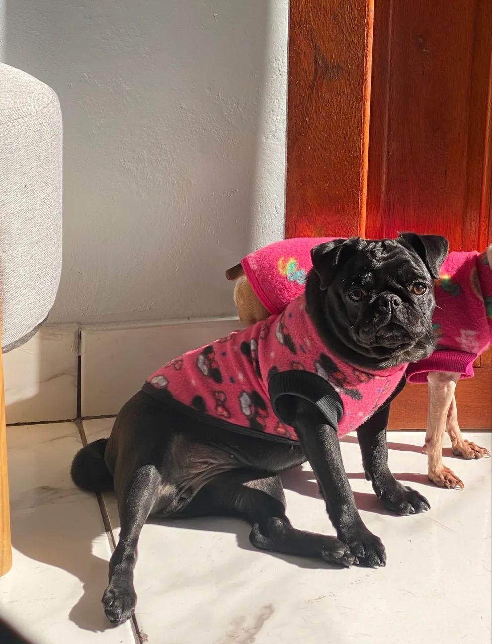 Vendo ou troco por Lulu fêmea 