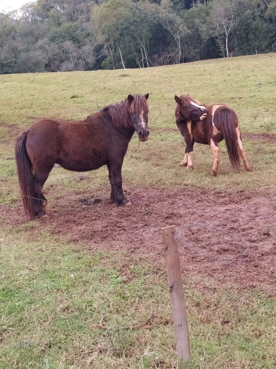 Vendo mine  pônei  - Foto 2