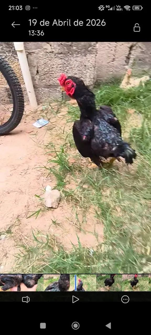 Galo miniatura, ko-shamo - Foto 3
