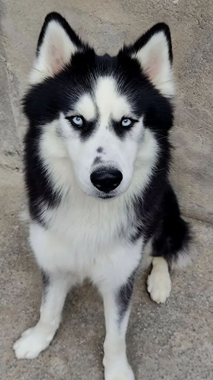 Husky Fêmea  - Foto 3