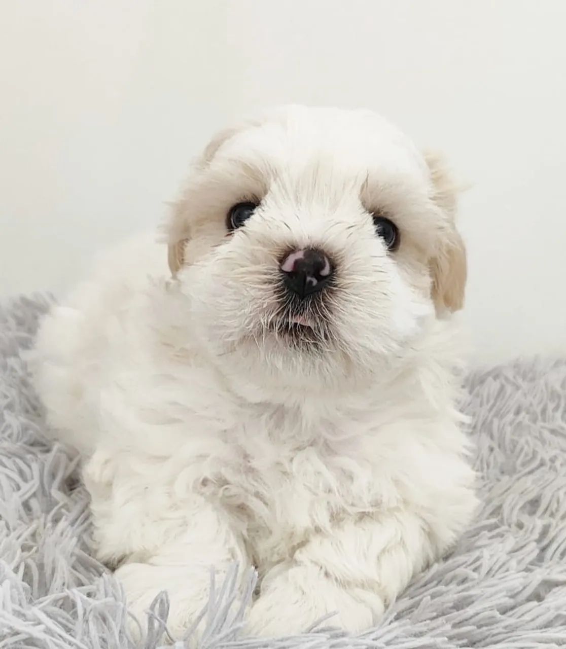 Shih tzu mini filhotes 
