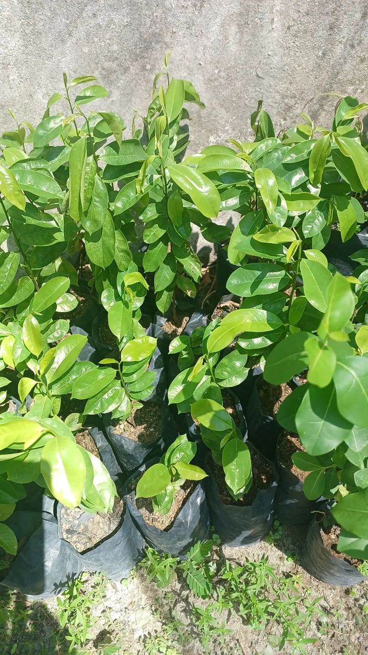 Não entrego  - Foto 5