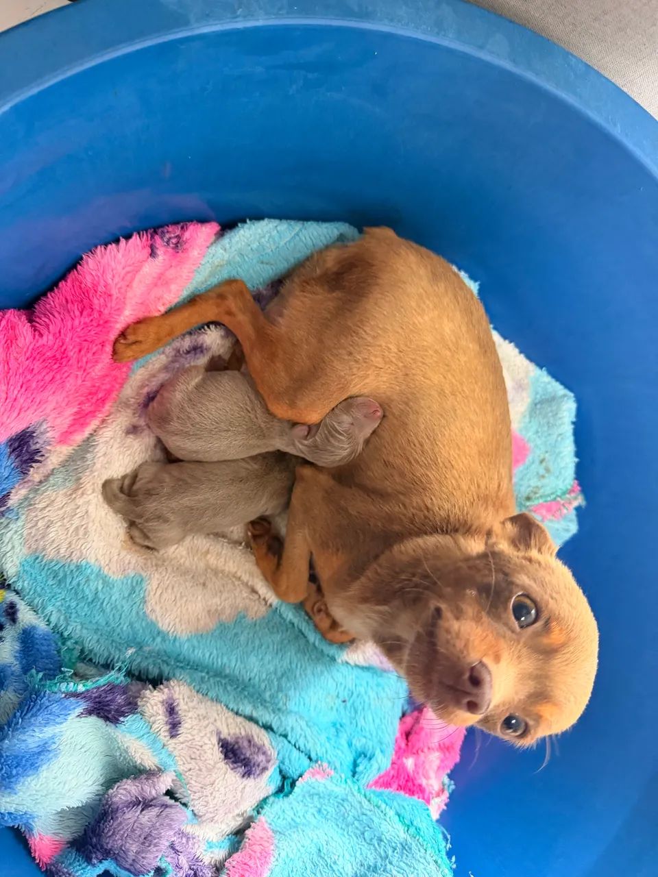 Pinscher exótico