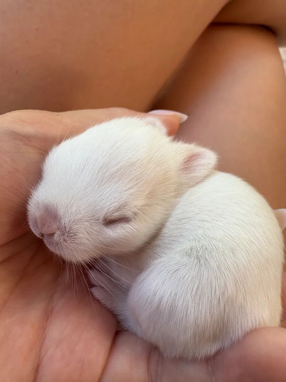 mini coelhos  - Foto 6