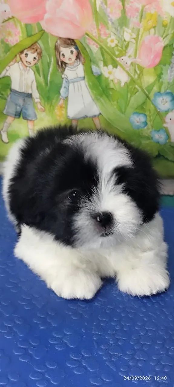 Lhasa apso macho com pedigree 