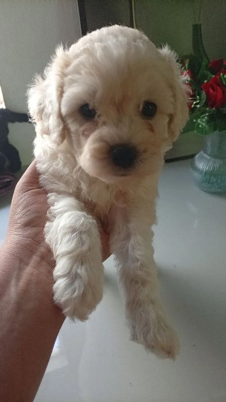 Cachorro poodle 