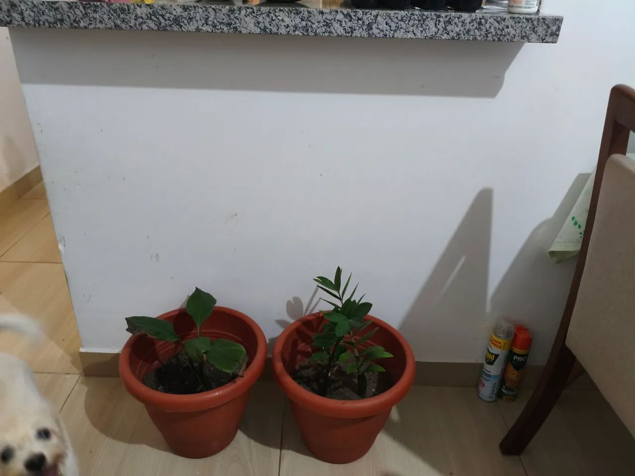 Casa em Cidade da Esperança  - Foto 3