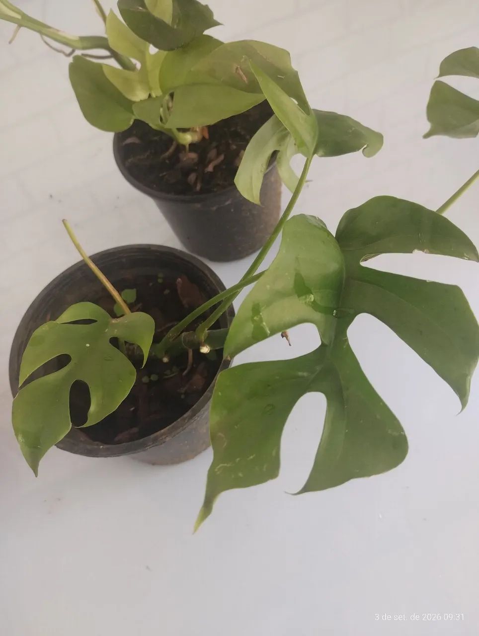 Planta Costela de Eva 